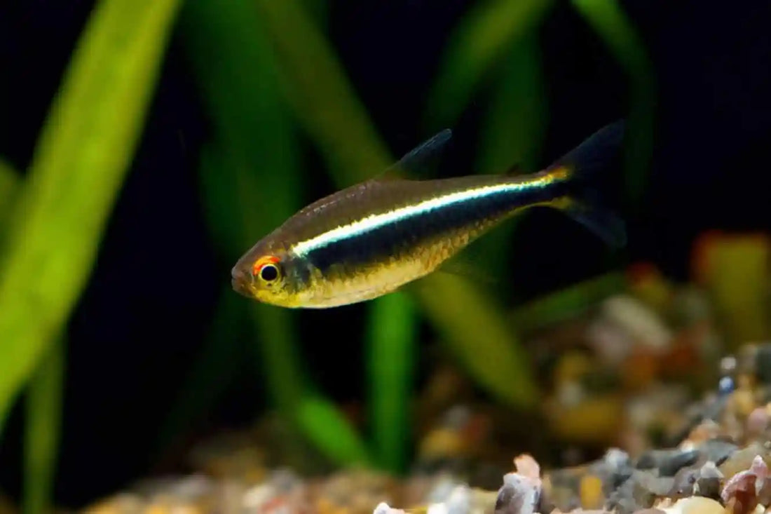 Black Neon Tetra (Hyphessobrycon herbertaxelrodi): The Complete Care Guide for This Elegant Schooling Fish