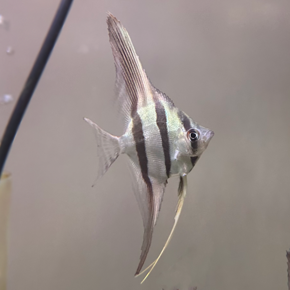 San Felipe Altum Angelfish: Complete Care Guide