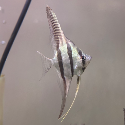San Felipe Altum Angelfish: Complete Care Guide