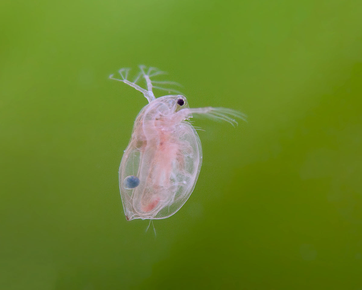 Daphnia (Water Fleas)