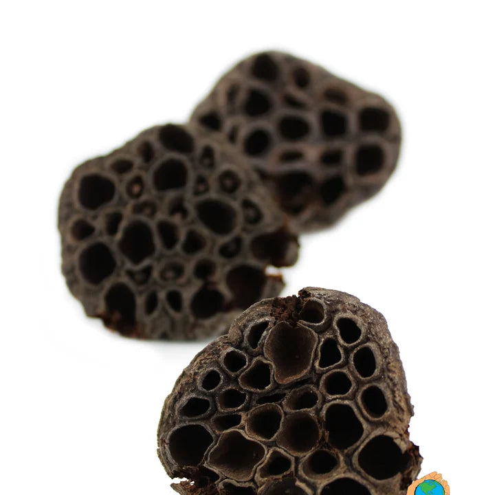 Ceramic Nature Natural Lotus Pods (Pack of 3)