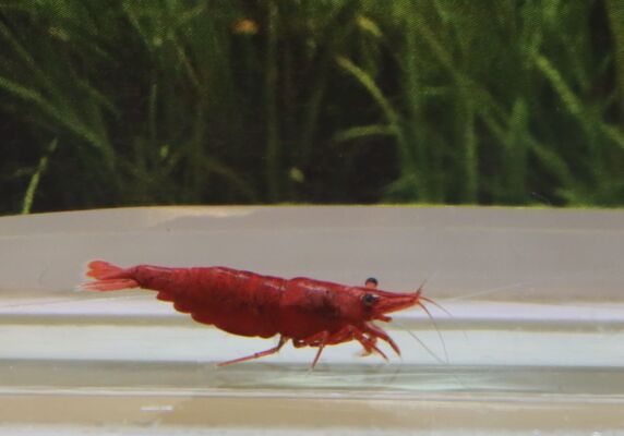 Red Fire Shrimp (Neocaridina davidi var. "Red Fire")