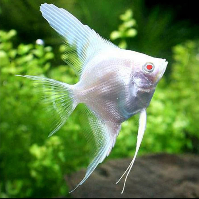 Albino Angelfish (Pterophyllum scalare)