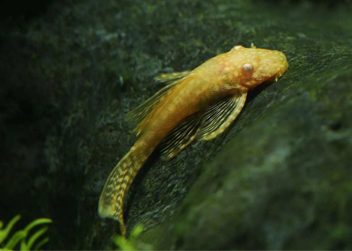 Albino Bristlenose Pleco (Ancistrus cirrhosus)
