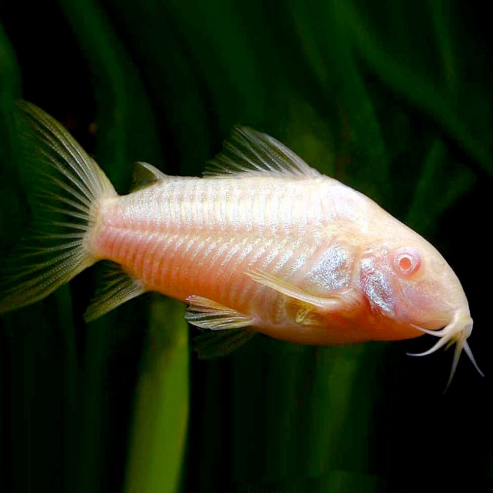 Albino Corydoras Catfish (Corydoras aeneus var.)