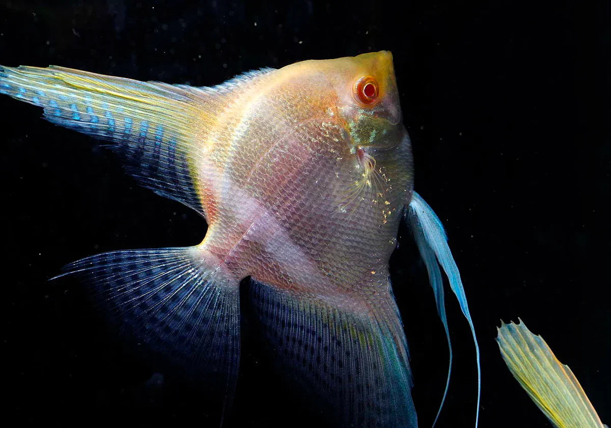 Albino Red Eye Angelfish (Pterophyllum scalare)