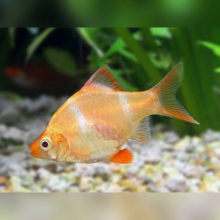 Albino Tiger Barb (Puntigrus tetrazona var.)
