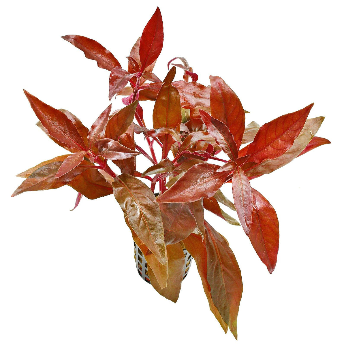 Alternanthera reineckii (Cardinalis)