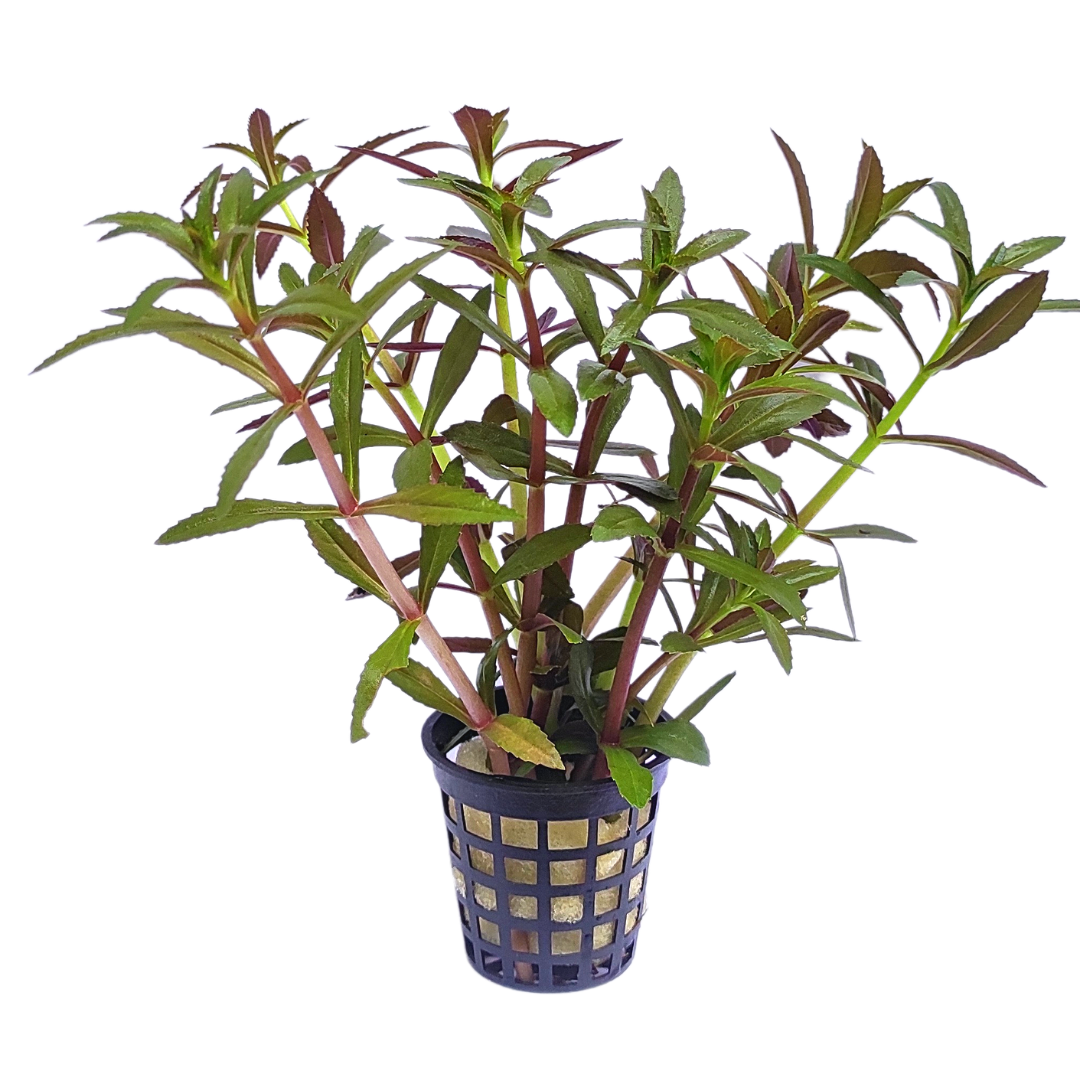 Alternanthera reineckii 'Lila'