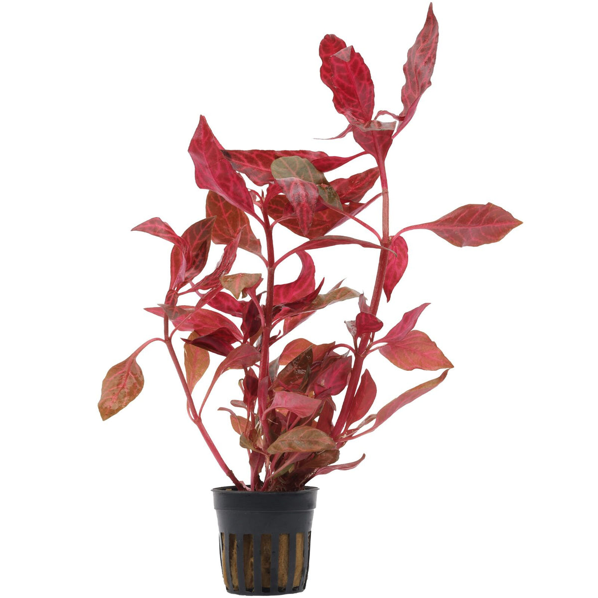 Alternanthera reineckii 'Red' ( Sessilis )
