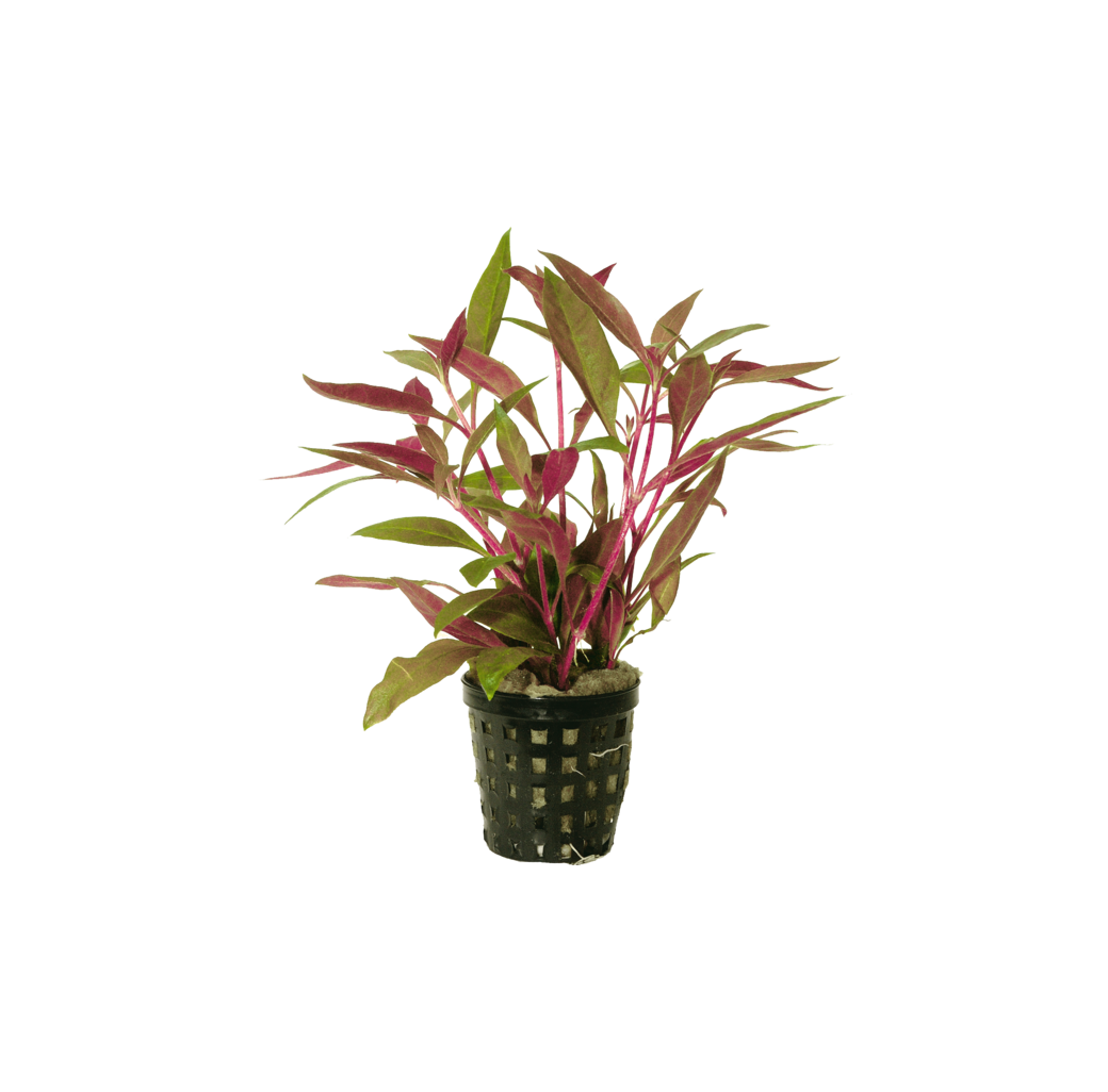 Alternanthera reineckii 'Rosa'