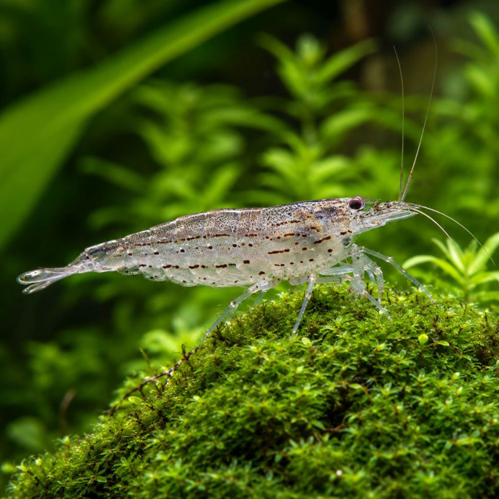 Amano Shrimp (Caridina multidentata)