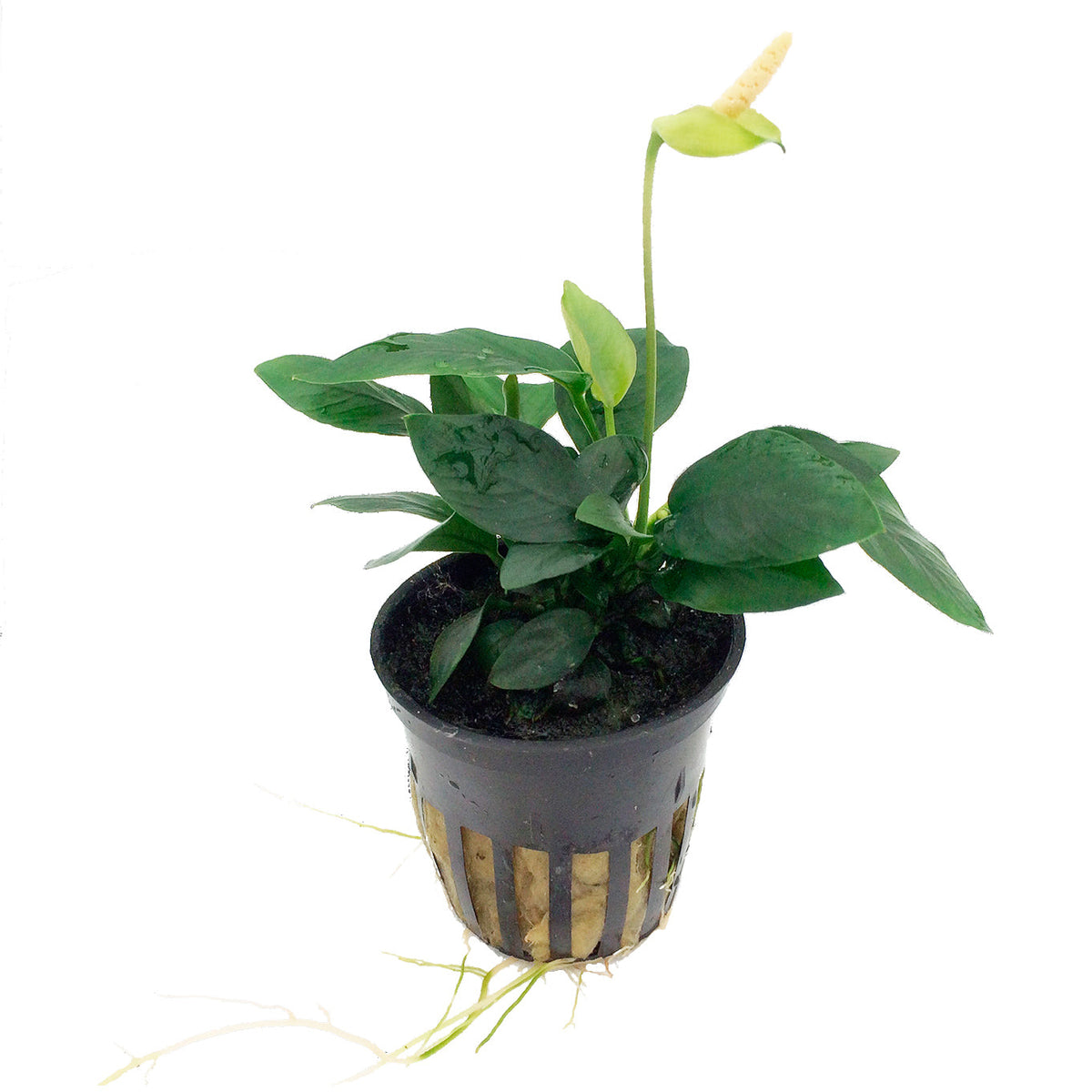 Anubias barteri var. nana