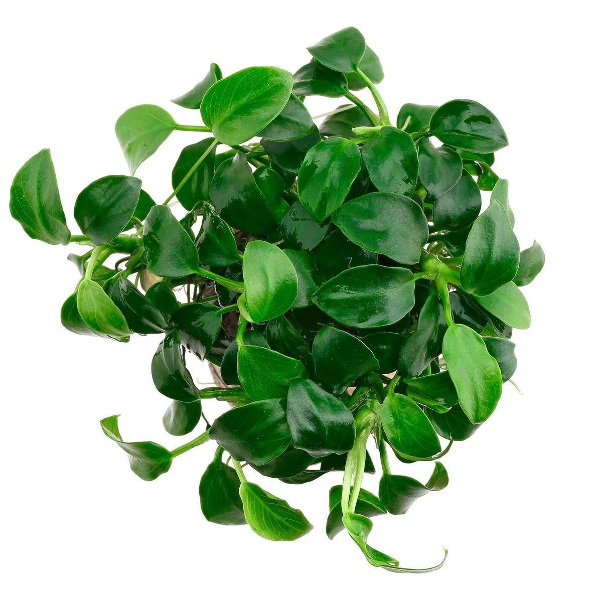 Anubias barteri var. nana 'Bonsai' (Mini)