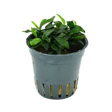 Anubias barteri var nana 'Pangolino'