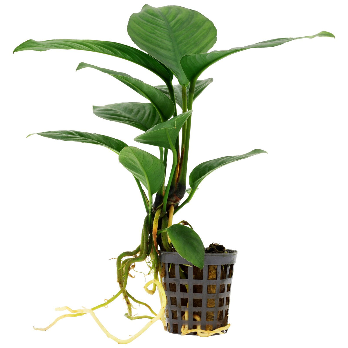 Anubias heterophylla