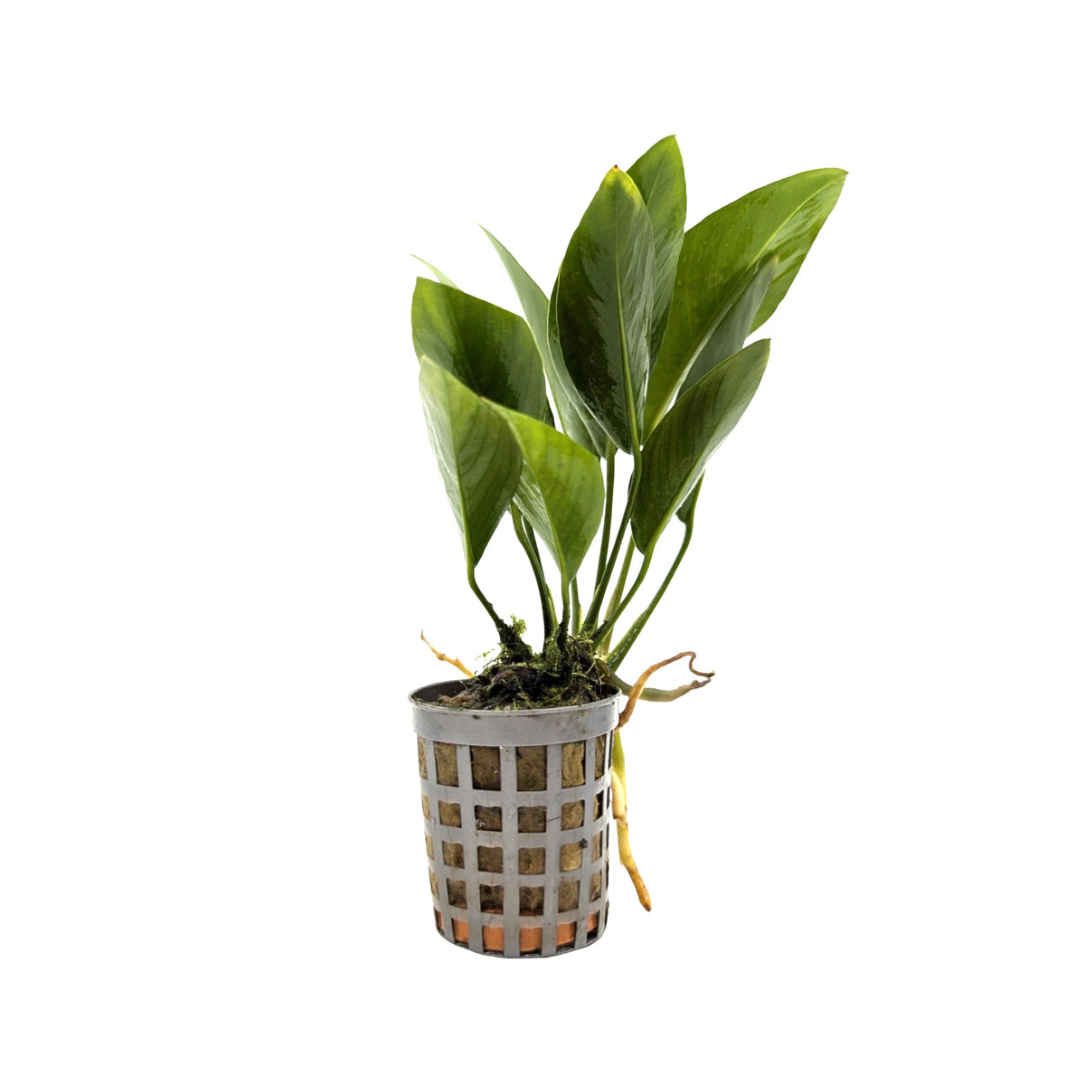 Anubias heterophylla 'Congensis'