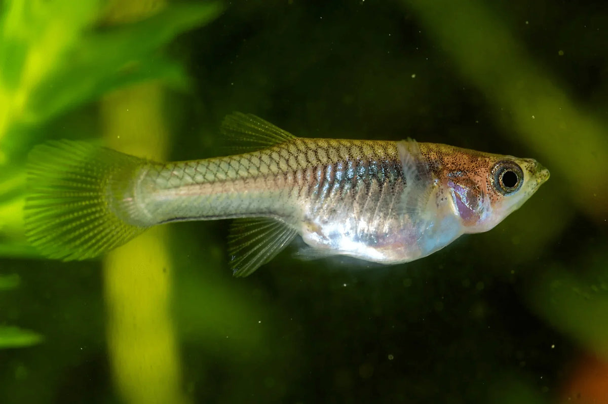 Assorted Female Guppies ( Poecilia reticulata )
