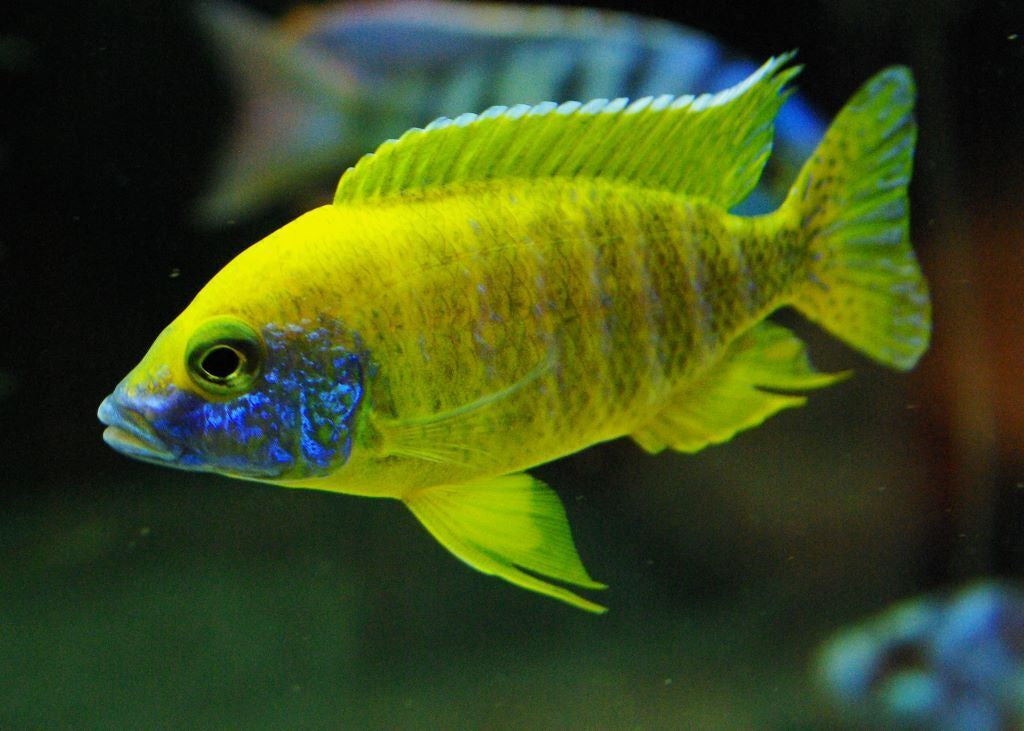 Yellow Peacock (Aulonocara Baenschi)