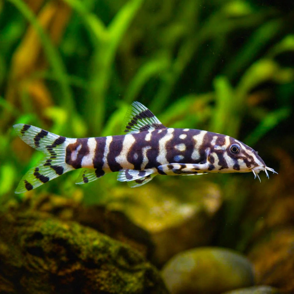 YoYo Loach (Botia lohachata)