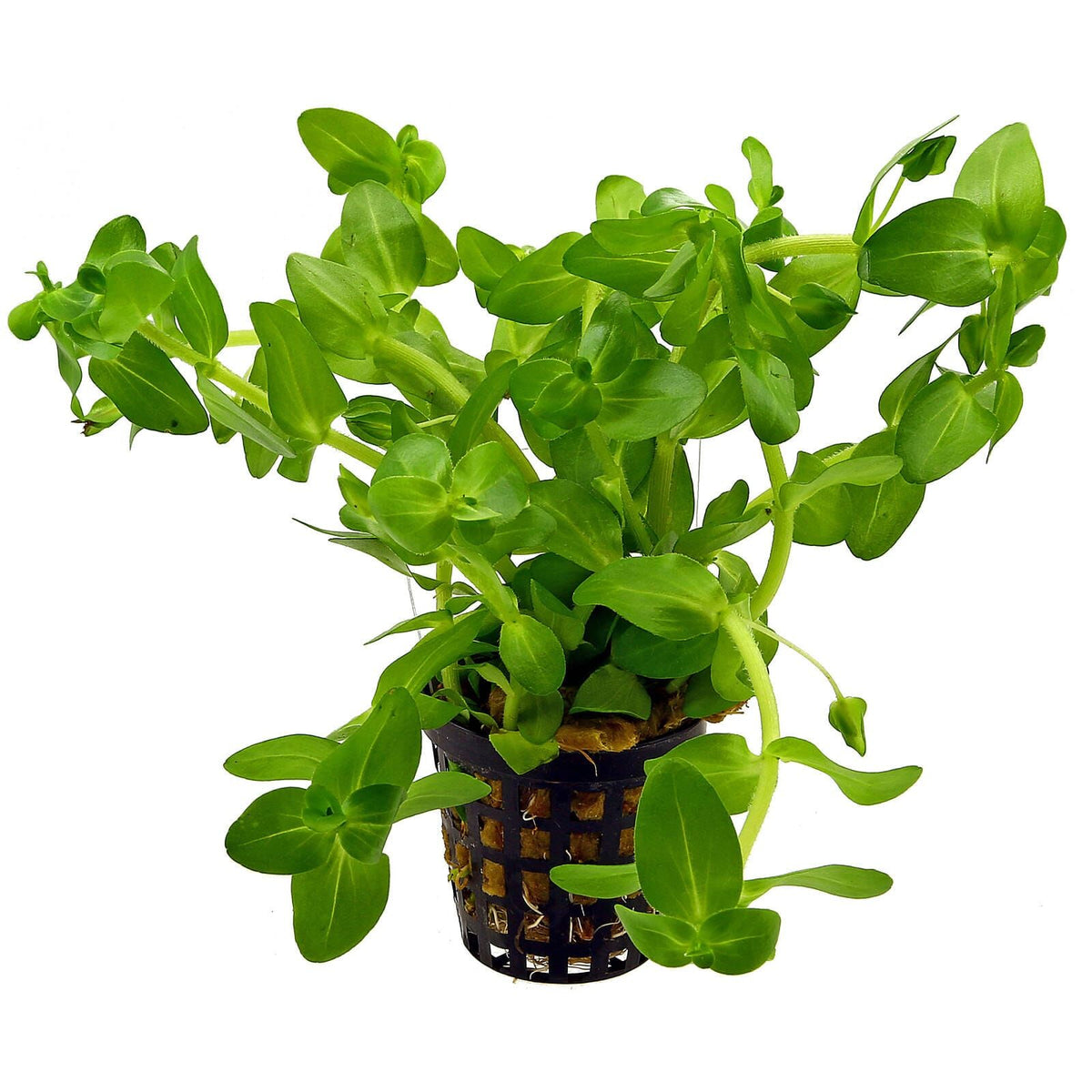 Bacopa caroliniana (Amplexicaulis)