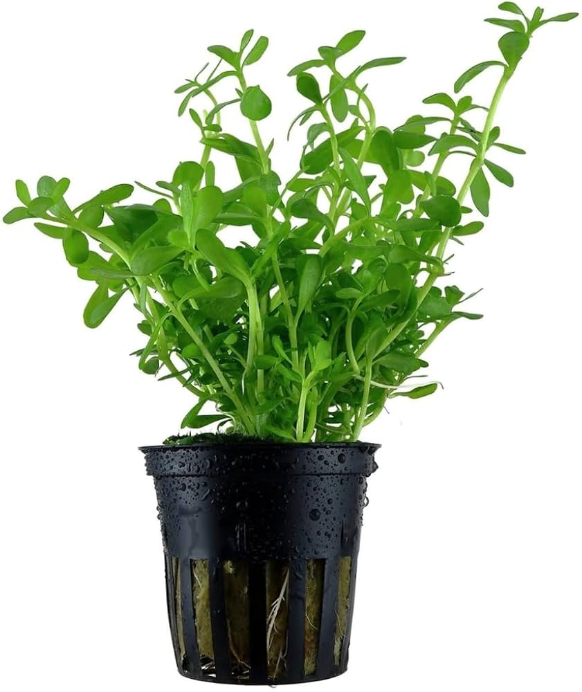 Bacopa monnieri