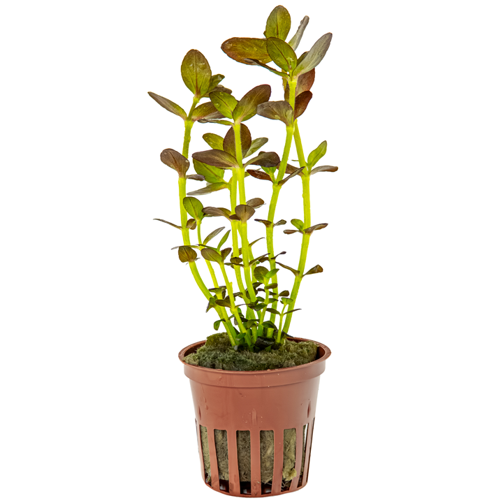 Bacopa salzmanii "Purple"