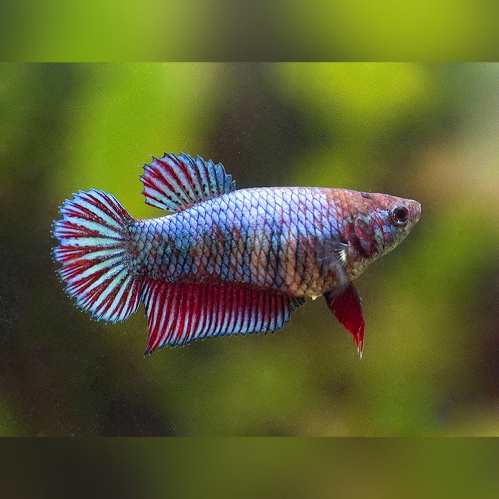Female Betta Splendens (Betta splendens)