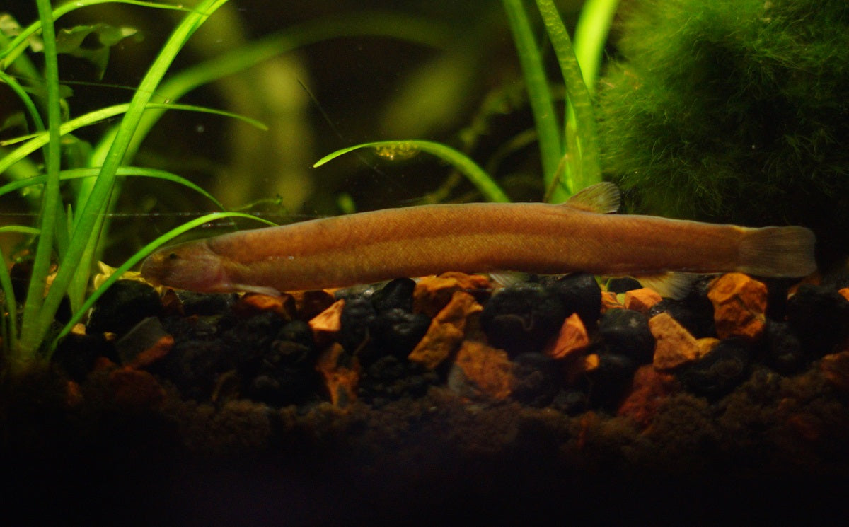 Black Kuhlii Loach (Acanthopthalmus myersi)