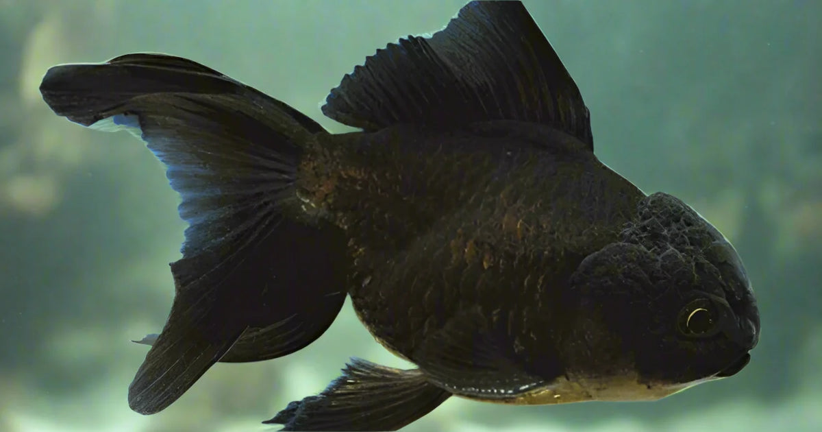 Black Lionhead Oranda Goldfish (Carassius auratus)