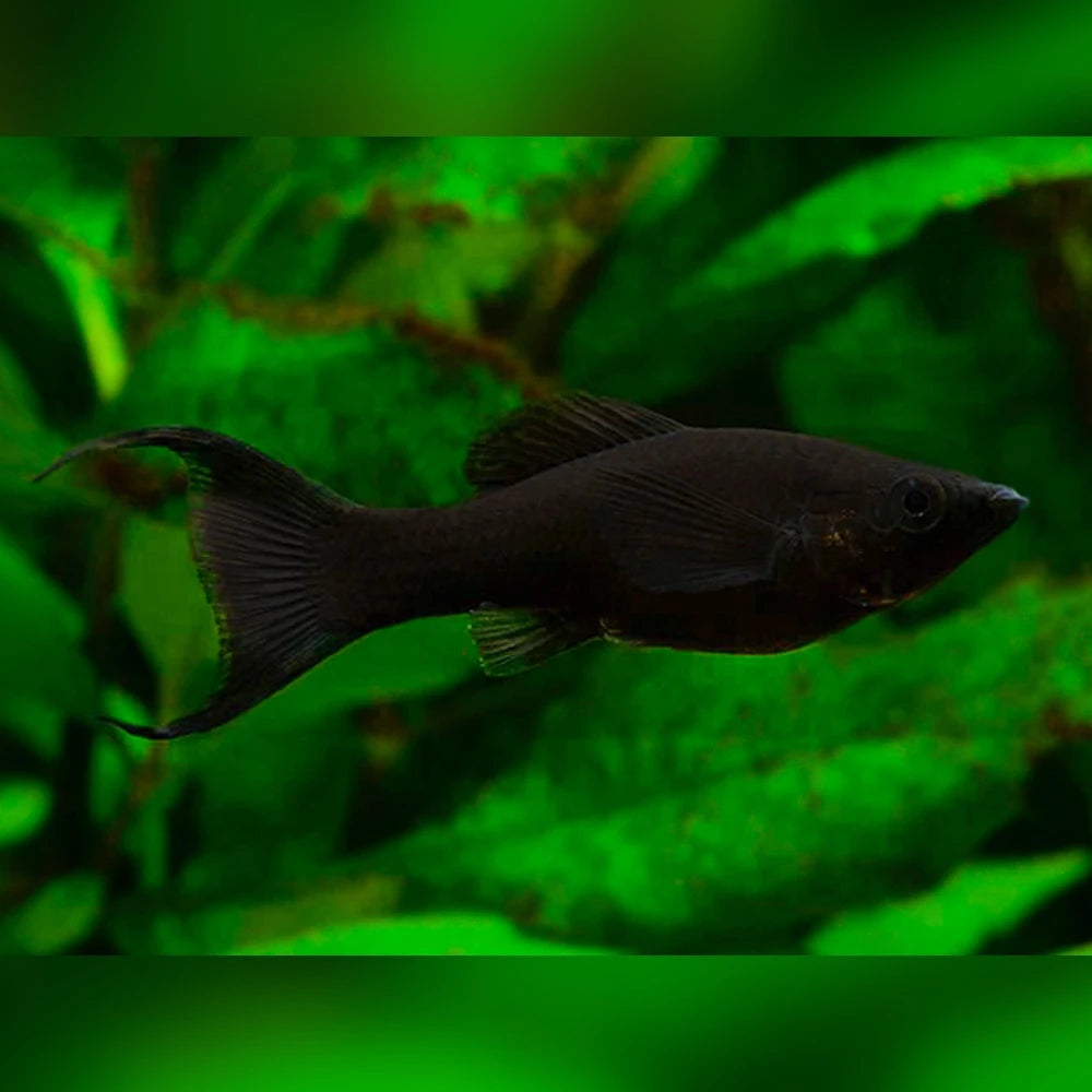 Black Lyretail Molly (Poecilia Sphenops)