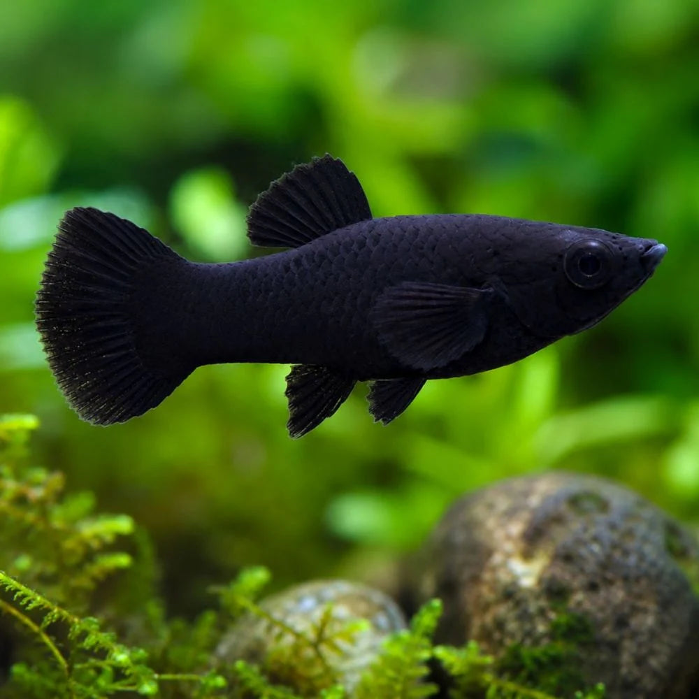 Black Molly ( Poecilia Sphenops )