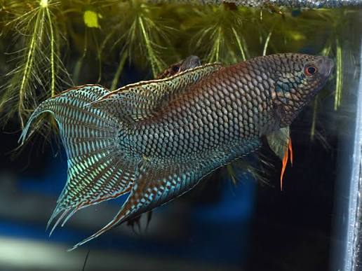Black Paradise Fish (Macropodus spechti)
