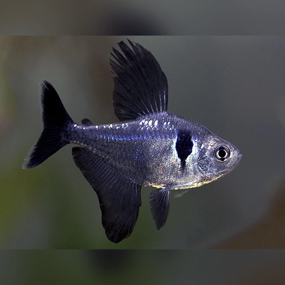 Black Phantom Tetra (Hyphessobrycon megalopterus)