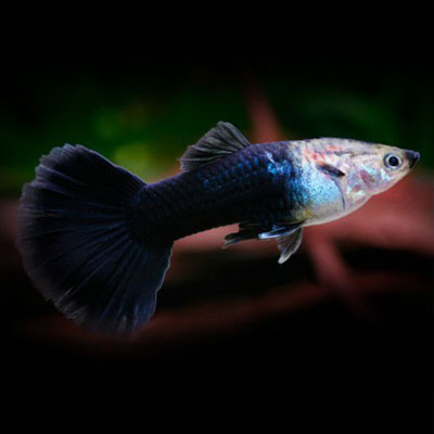 Black Tuxedo Guppy (Poecilia reticulata)