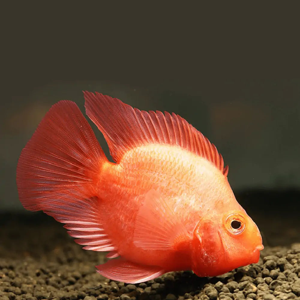 Blood Red Parrot Cichlid (Medium)