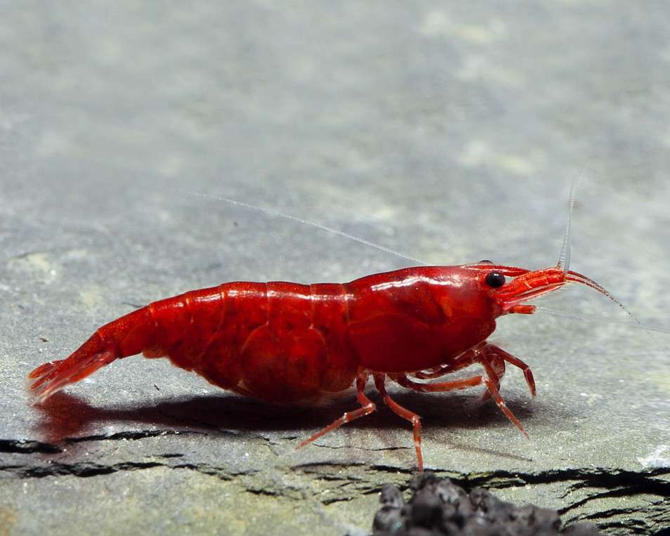 Bloody Mary Shrimp (Neocaridina Davidi)
