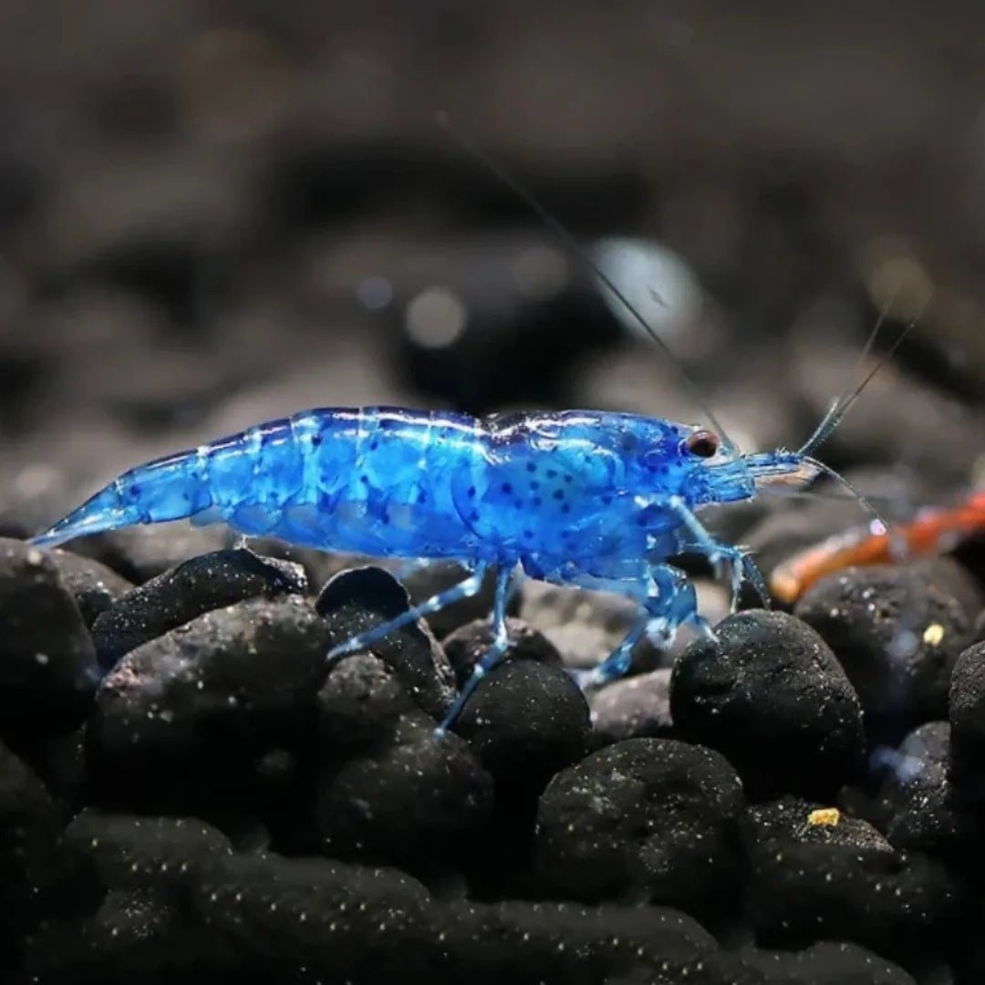 Blue Cherry Shrimp (Neocaridina heteropoda / davidi)