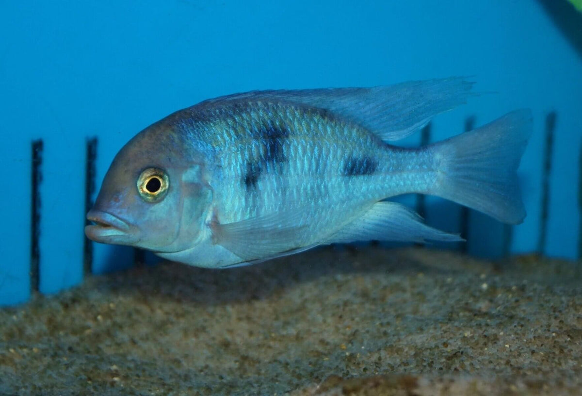 Blue Dolphin Cichlid (Cyrtocara moorii)
