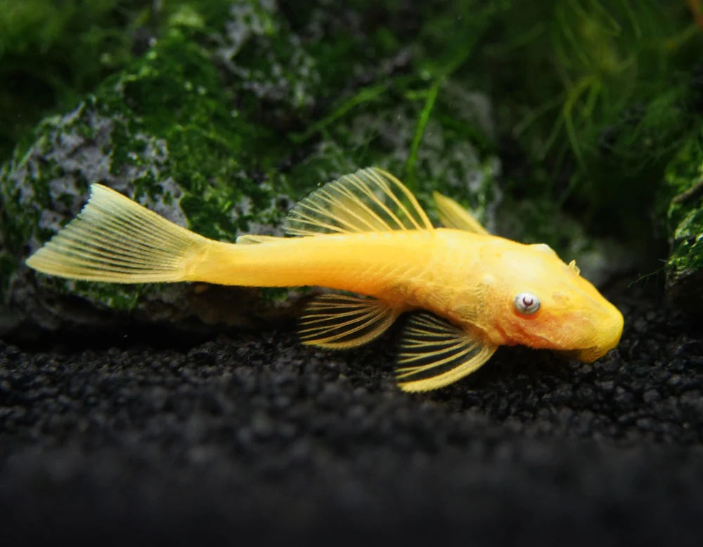 Blue-Eyed Bristlenose Pleco (L144) (Ancistrus sp.)