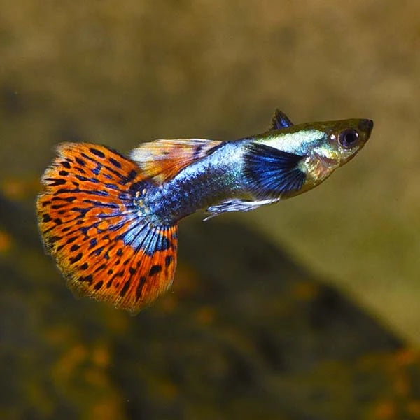 Blue Mosaic Dumbo Ear Guppy (Poecilia reticulata) – Male