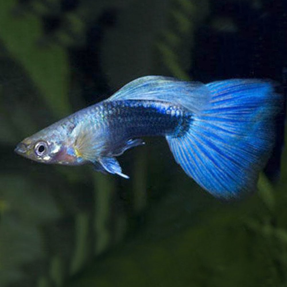 Blue Neon Guppy Female (Poecilia reticulata)