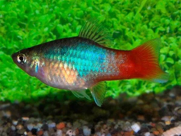Blue Redtail Platy (Xiphophorus maculatus)