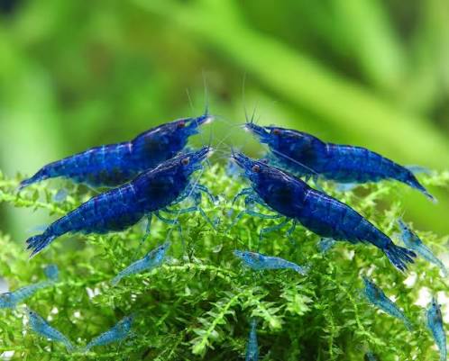 Blue Velvet Shrimp (Neocaridina Davidi)
