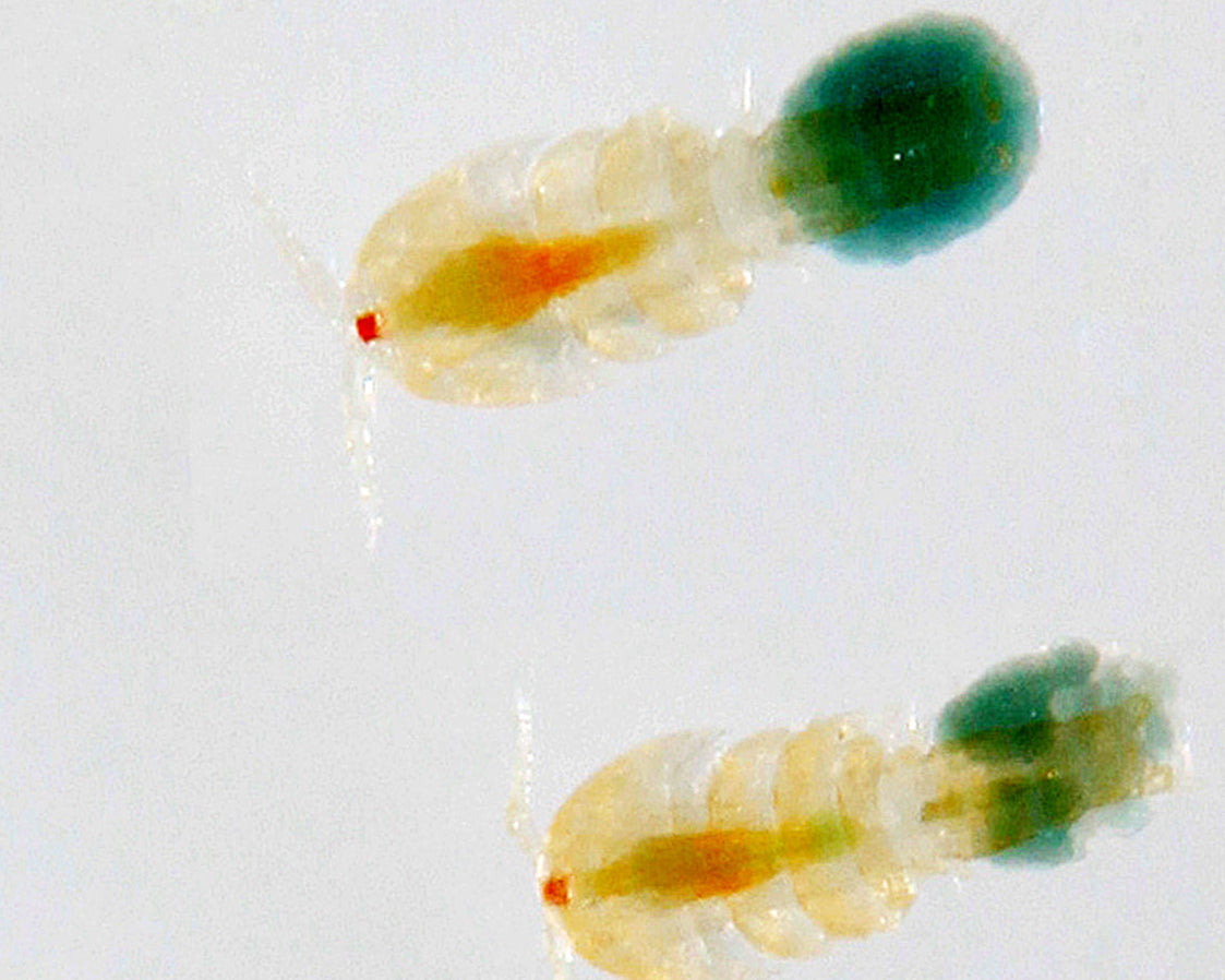 Marine Rotifers (Brachionus plicatilis) 90ml