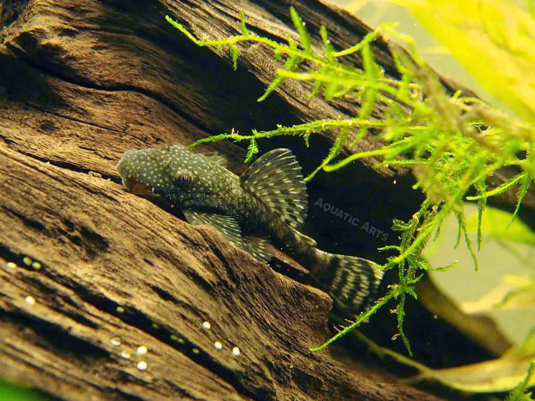 Bristlenose Pleco (Ancistrus cirrhosus)
