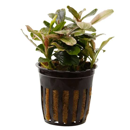 Bucephalandra Malawi Pink