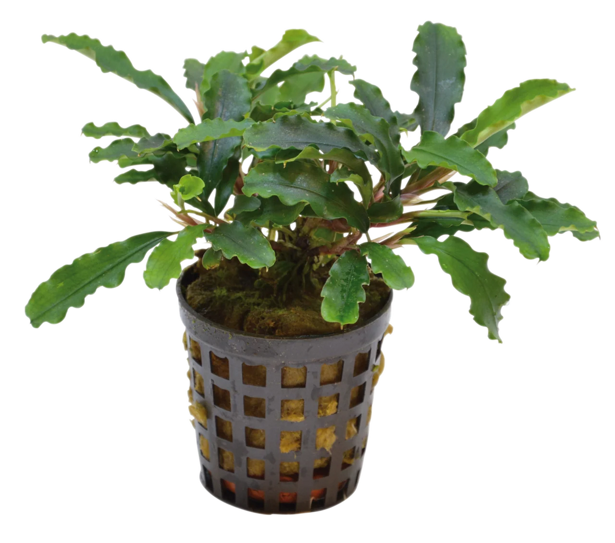 Bucephalandra sp. 'Green Velvet'