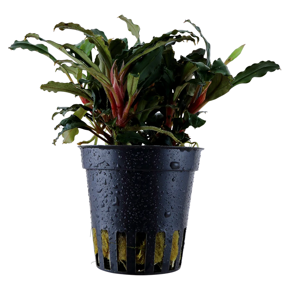 Bucephalandra sp. 'Mini Red'