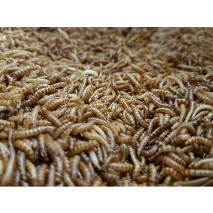Buffalo Worms (Alphitobius diaperinus) – (50 ml)